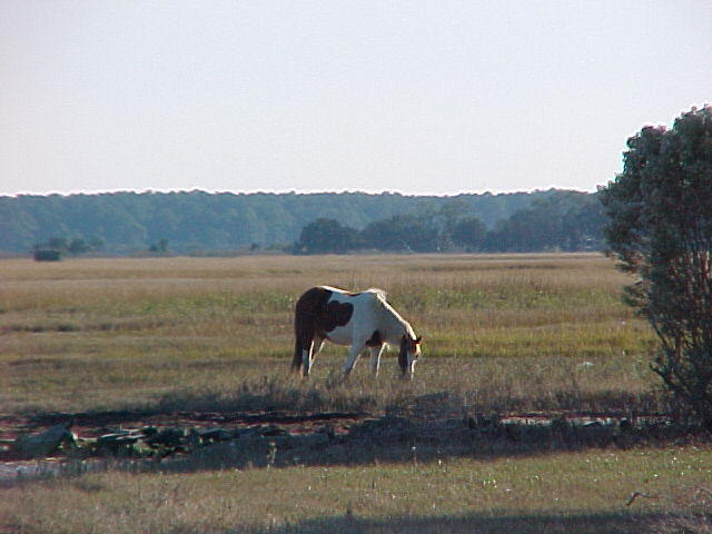 Nov. 19th, 2005 Chincoteague Island