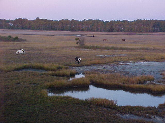 Nov. 27th. 2005 Chincoteague Island VA.