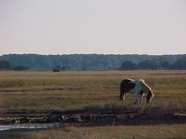 Nov. 19th, 2005 Chincoteague Island