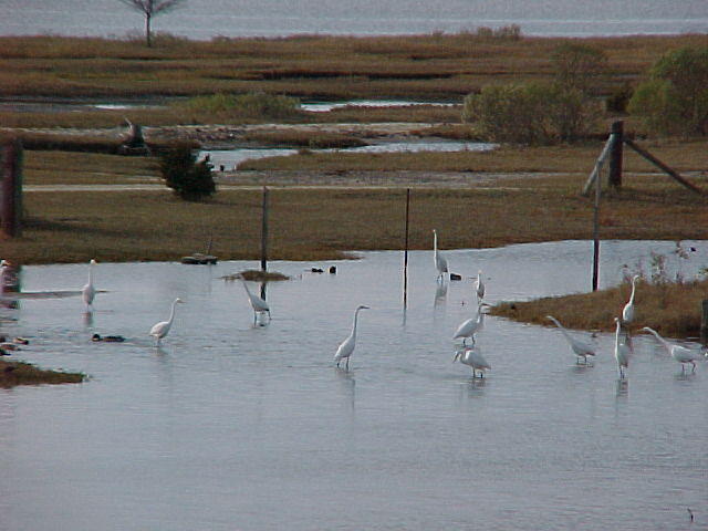 Nov. 27th, 2005 Chincoteague Island