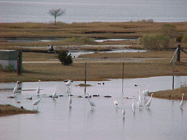 Nov. 27th, 2005 Chincoteague Island