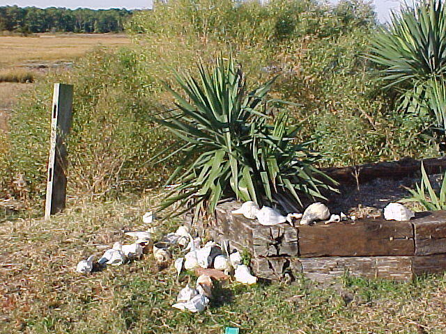 Nov. 19th, 2005 Chincoteague Island