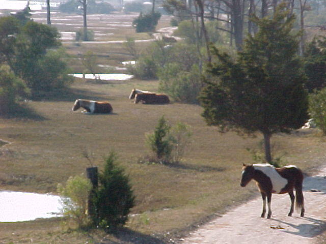 Dec.1st, 2005, Chincoteague Island VA