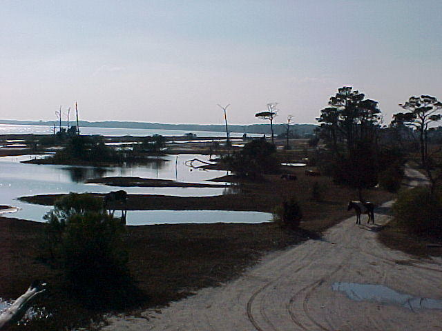 Dec.1st, 2005, Chincoteague Island VA