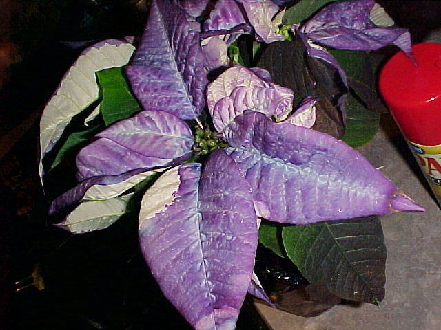 Dec. 13th, 2005, Jonithan and Tom Arrive