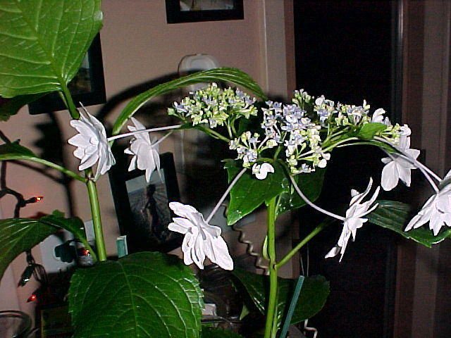 Dec. 13th, 2005, Jonithan and Tom Arrive