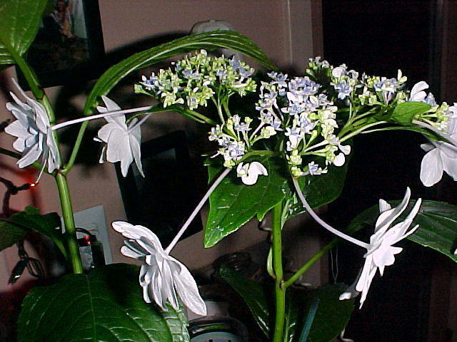 Dec. 13th, 2005, Jonithan and Tom Arrive