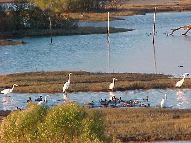 Dec 2nd, 2005 Chincoteague Island VA