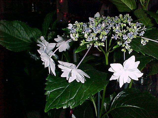 Dec. 13th, 2005, Jonithan and Tom Arrive