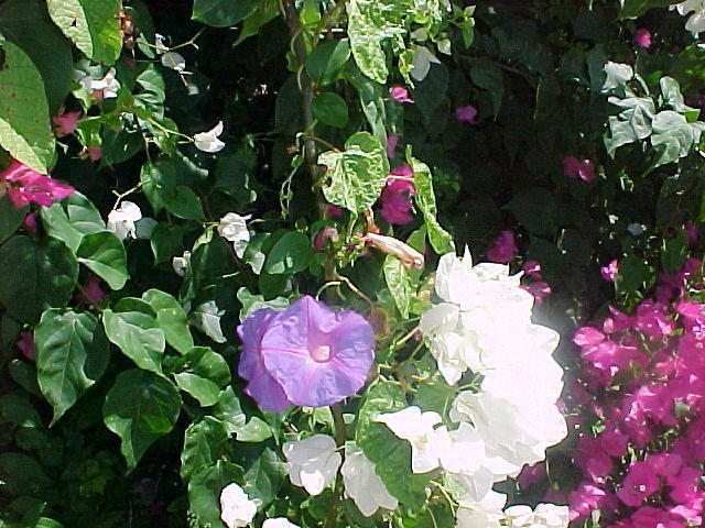 MVC_007F_007.jpg
