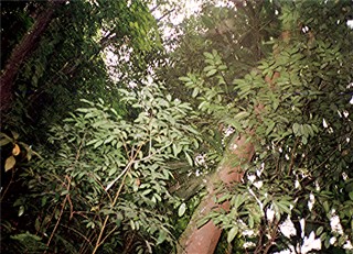 Road thru Fern Gully