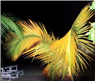 Palm on Negril beach at night