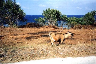 On the way to Negril