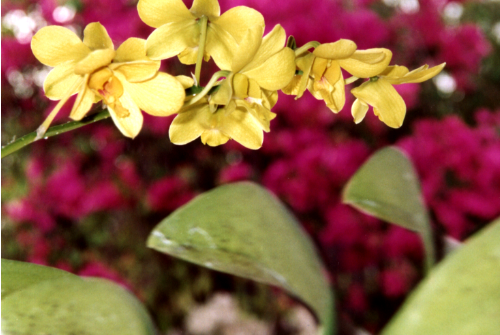 Francine has a green thumb!!! Just beautiful.