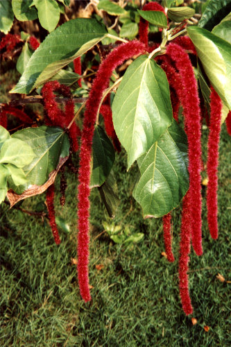 Pretty plant @ Banana Shout