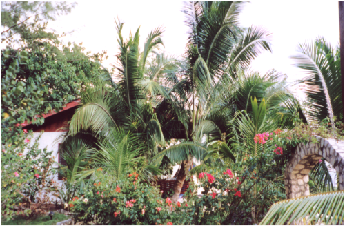 View of cottage 2 from patio of cottage 3 @ Banana Shout