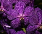 Chek-Orchid1