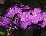 Chek-Orchid2