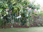 Mango Tree