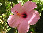 Hibiscus