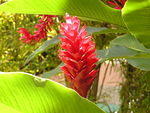 Ginger Plant