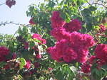 One of  Sue's favourites .. bourganvilla