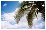 palm tree and sky