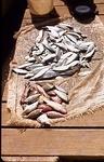 Small Fish in the Sav Market