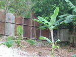 Rasta step-father next door is building us a zinc fence to keep out his goats, chickens & cows .. will look better with a co