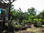 The garden as it is was in August 2003