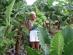 First bananas more than year on August 2003