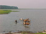 Chincoteague Horses and Ponies