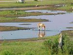 Ponies and Horses in Chincoteague