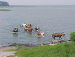 Chincoteague Horses and Ponies