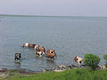 Chincoteague Horses and Ponies