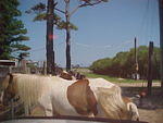 Chincoteague