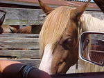 Pony Looking at Donna,, close, eh?