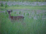 Deer in Chincoteague
