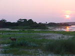 Deer at Sunset in Chincoteague