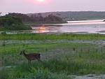 Deer at Sunset in Chincoteague