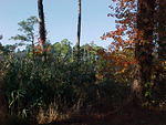 Oct. 23rd, 2005, Leonards Land, Chincoteague Island