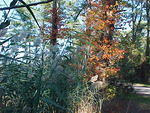 Oct. 23rd, 2005, Leonards Land, Chincoteague Island