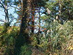 Oct. 23rd, 2005, Leonards Land, Chincoteague Island