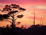 Nov. 19th, 2005 Chincoteague Island