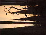 Nov. 27th. 2005 Chincoteague Island VA.