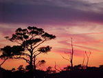 Nov. 19th, 2005 Chincoteague Island