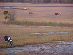 Nov. 27th. 2005 Chincoteague Island VA.