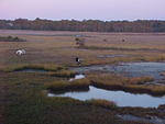 Nov. 27th. 2005 Chincoteague Island VA.