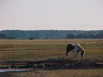 Nov. 19th, 2005 Chincoteague Island