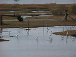 Nov. 27th, 2005 Chincoteague Island